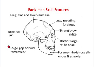 Early Man Skull