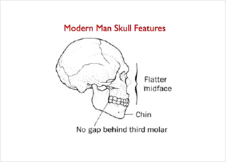 Modern Man Skull